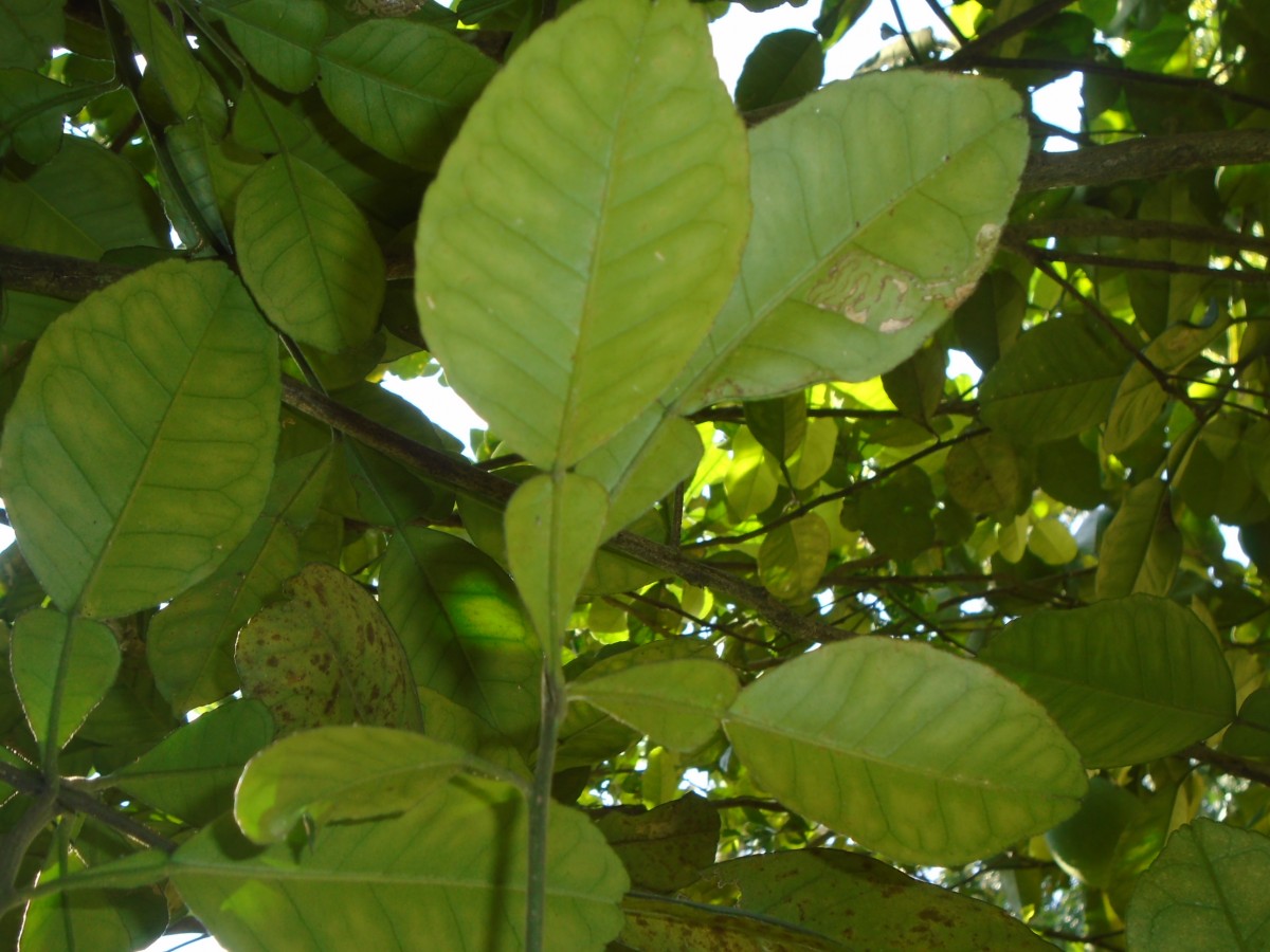 Citrus maxima (Burm.) Merr.